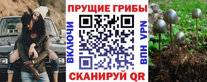 купить наркотик Кашин Псилоцибиновые грибы мухоморы